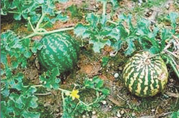 Арбуз на Урале Арбуз на Урале