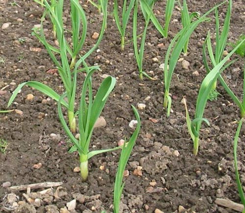 Чеснок: выращивание и уход Чеснок: выращивание и уход