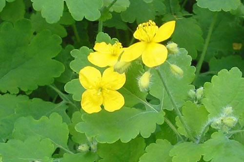 Чистотел: лечебные свойства сорной травы Чистотел: лечебные свойства сорной травы