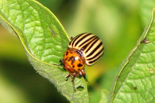 Как бороться с колорадским жуком Как бороться с колорадским жуком