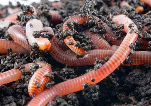 Разведение дождевых червей в домашних условиях Разведение дождевых червей в домашних условиях