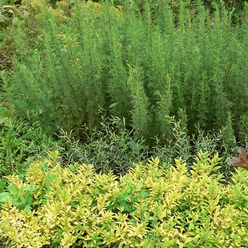 Древовидная полынь. Укропное дерево. Божье дерево Древовидная полынь. Укропное дерево. Божье дерево