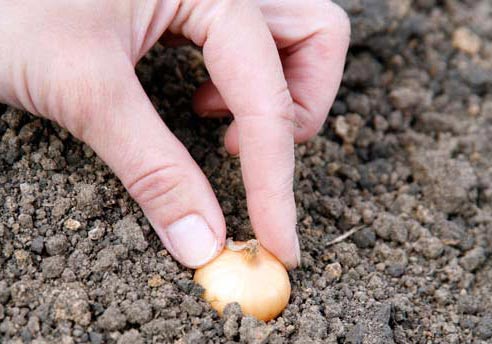 Как ухаживать за луком севком? Как ухаживать за луком севком?