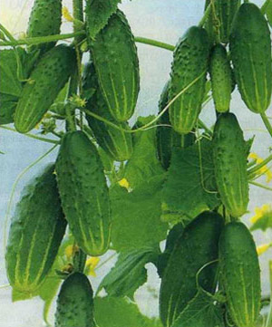 Огурцы  Огурцы