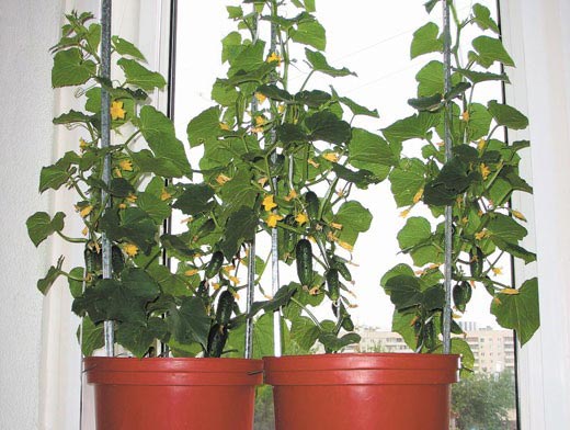 Выращиваем огурцы в домашних условиях Выращиваем огурцы в домашних условиях