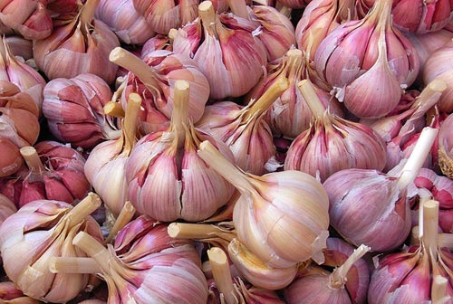 Посадка чеснока под зиму Посадка чеснока под зиму