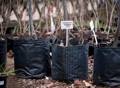 Посадка плодовых деревьев на участке Посадка плодовых деревьев на участке