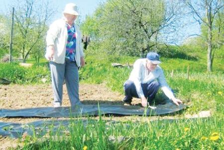 Технология выращивания земляники Технология выращивания земляники