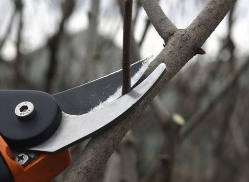 Обрезка и формирование кроны груши Обрезка и формирование кроны груши