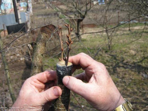 Прививка плодовых деревьев - лучшие способы Прививка плодовых деревьев - лучшие способы