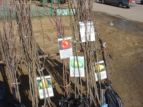 Посадка саженцев осенью Посадка саженцев осенью