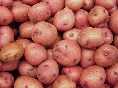 Болезни картофеля, их лечение и профилактика