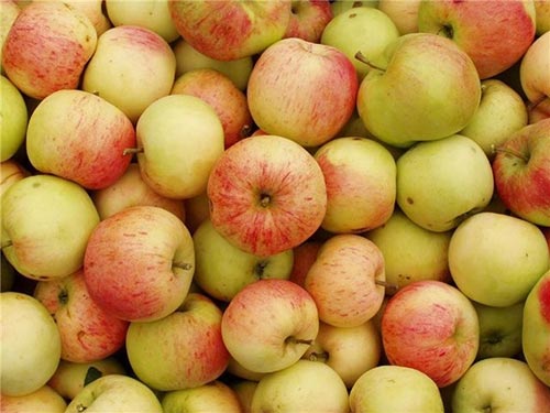 Хранение яблок после сбора урожая