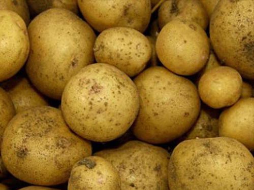 Уборка ранних сортов картофеля